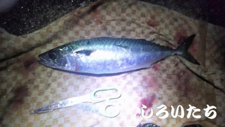 今年、大サバ狙い6回目。