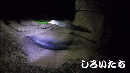 サバサバサバサバ、サバ食べた~い。