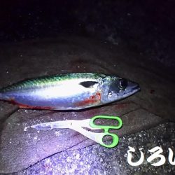 大サバＧＥＴ！