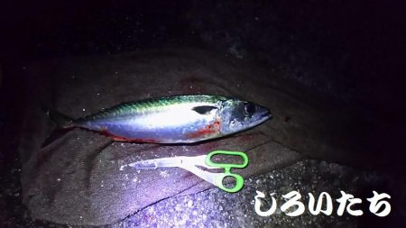 大サバＧＥＴ！