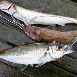 タチウオとサゴシとアジ