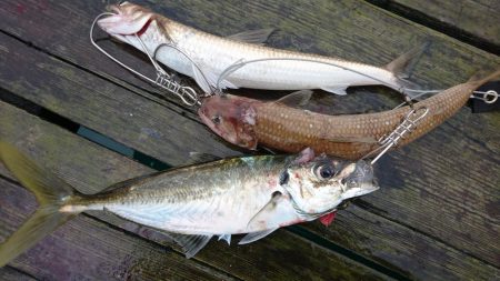 タチウオとサゴシとアジ