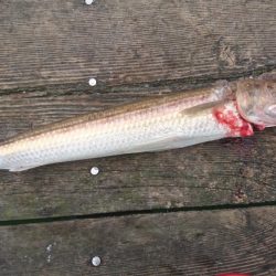 大雨濁りの中サゴシと同行者さんに大型マダイ!(@_@)
