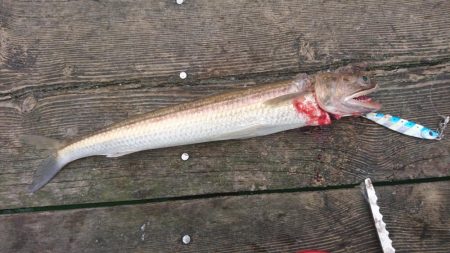 大雨濁りの中サゴシと同行者さんに大型マダイ!(@_@)