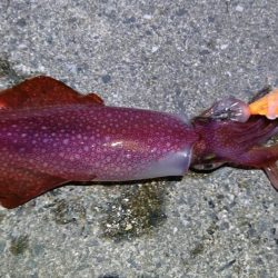 ケンサキイカ８杯