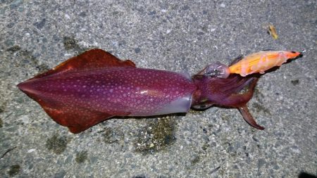 ケンサキイカ８杯