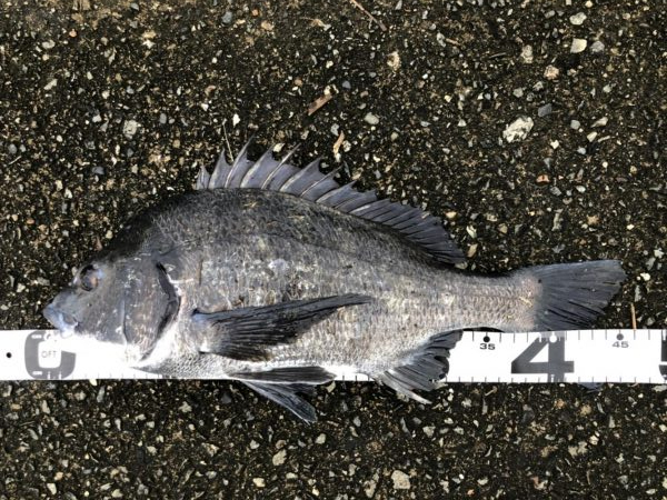 イチノ兄弟、釣果！