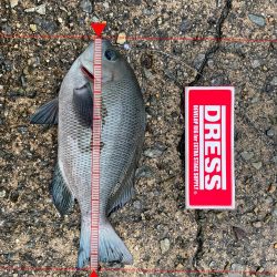 忠岡高場コッパグレヘチ釣り