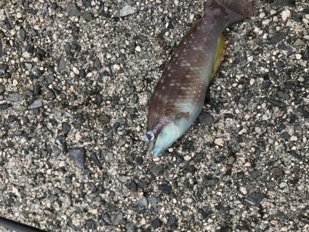 安定の人の多さ