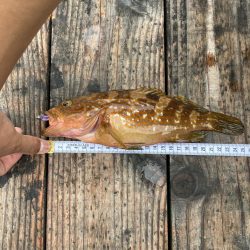 アジングで初釣果