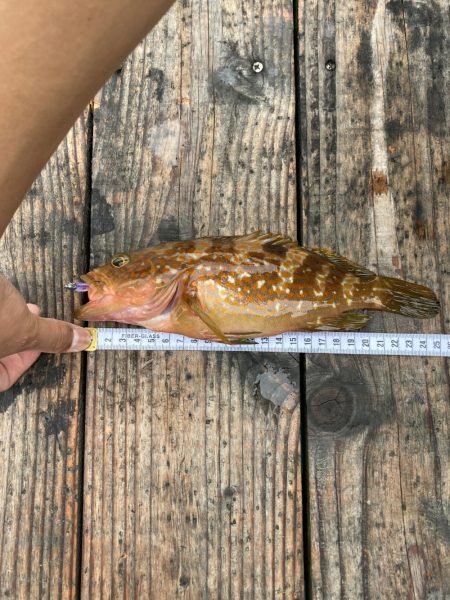 アジングで初釣果