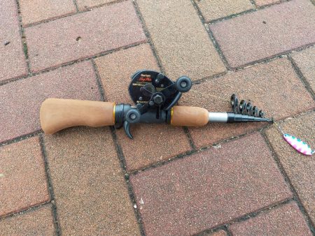 今日もサバは元気でした。