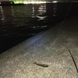 一応狙った魚が釣れました。