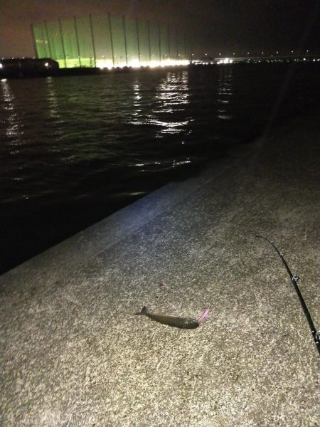 一応狙った魚が釣れました。