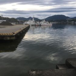 アジ16匹、ツバス1匹、コサバ11匹、チャリコ1匹