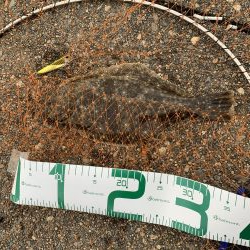 ヒラメ始めました