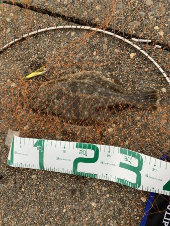 ヒラメ始めました