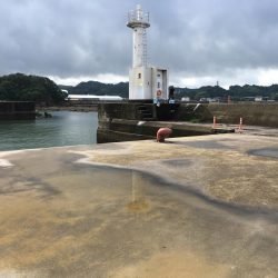 コアジ35匹、コサバ23匹