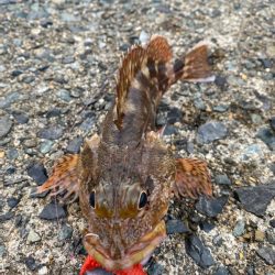 ケンサキ・アオリ狙いが・・・