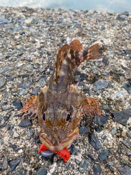 ケンサキ・アオリ狙いが・・・