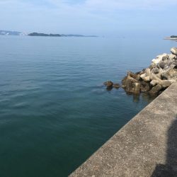 アジ5匹、ガシラ3匹