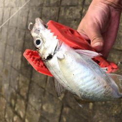 早朝アジングin舞洲