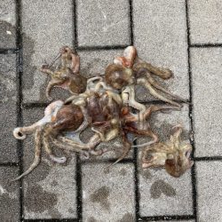 少しはタコが入ってきた感じ