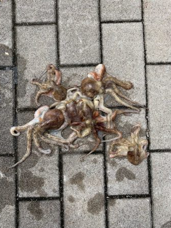 少しはタコが入ってきた感じ