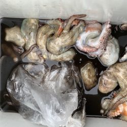 やっとタコ　ツ抜け