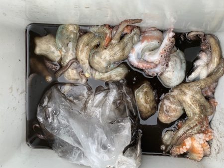 やっとタコ　ツ抜け