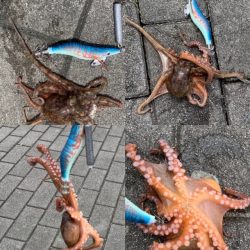 コスモ タコ好調だけど、小さい