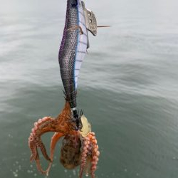 かもめ好調　コスモは、、、