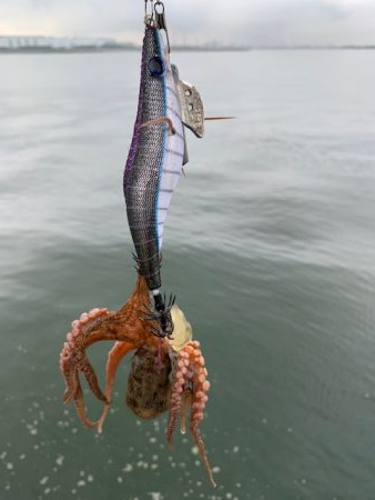 かもめ好調　コスモは、、、