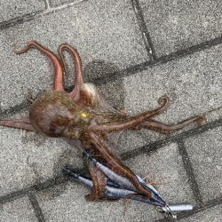 コスモのタコ　渋いけど　10杯