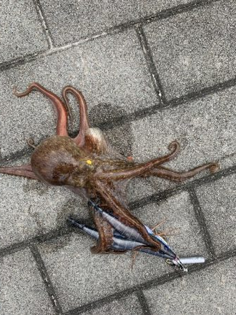 コスモのタコ　渋いけど　10杯