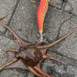 タコ　いることはいる