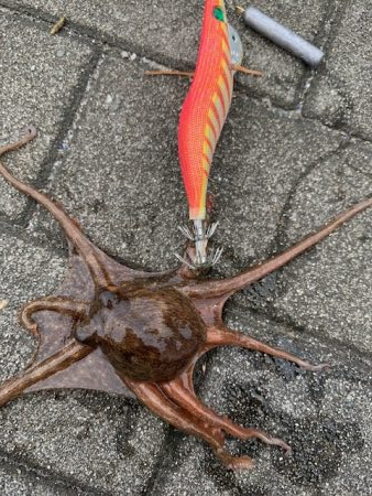 タコ　いることはいる