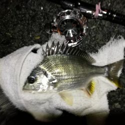 （2020/07/1 南港ヘチ釣り　キビレチヌ 31cm 釣果有り）