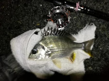 （2020/07/1 南港ヘチ釣り　キビレチヌ 31cm 釣果有り）