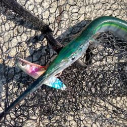 ショアジギで三目釣り