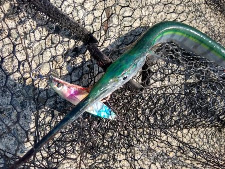 ショアジギで三目釣り