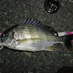 (2020/07/2 南港ヘチ釣り 真チヌ 41cm、キビレチヌ 42cm 釣果有り)