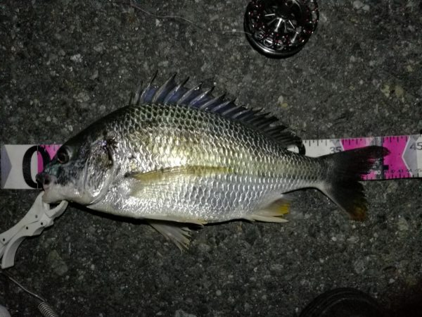 (2020/07/2 南港ヘチ釣り 真チヌ 41cm、キビレチヌ 42cm 釣果有り)