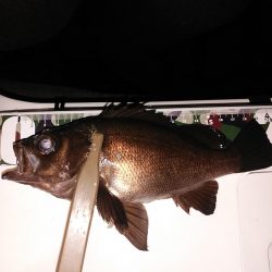 20upメバル入れ食い