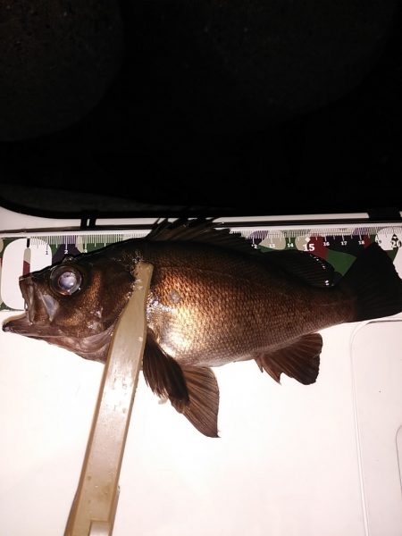 20upメバル入れ食い