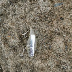 なんとか初ツバスゲット