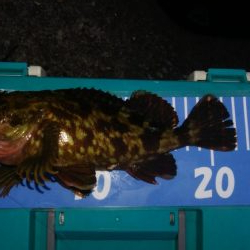 梅雨間アジング