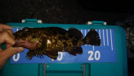 梅雨間アジング