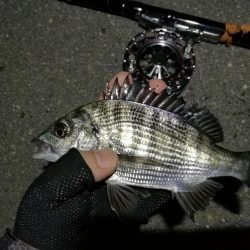 (2020/07/5 南港ヘチ釣り キビレチヌ 41cm、40cm~ 真チヌ 釣果有り)