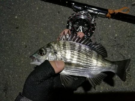 (2020/07/5 南港ヘチ釣り キビレチヌ 41cm、40cm~ 真チヌ 釣果有り)